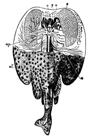 History of Electrostatic Therapy (1) History of Electrostatic Therapy (1)